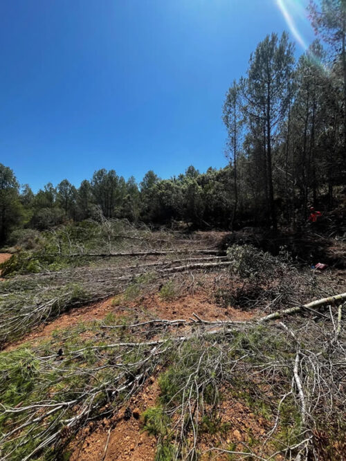 nuevos proyectos de limpieza de monte Forestrack servicios de limpieza forestal