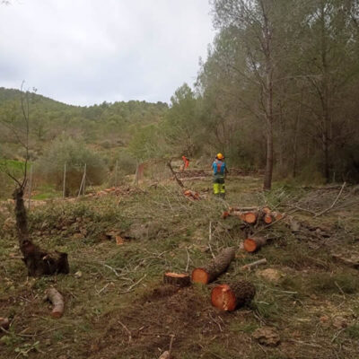 servicios forestales especializados Forestrack servicios forestales especializados Forestrack