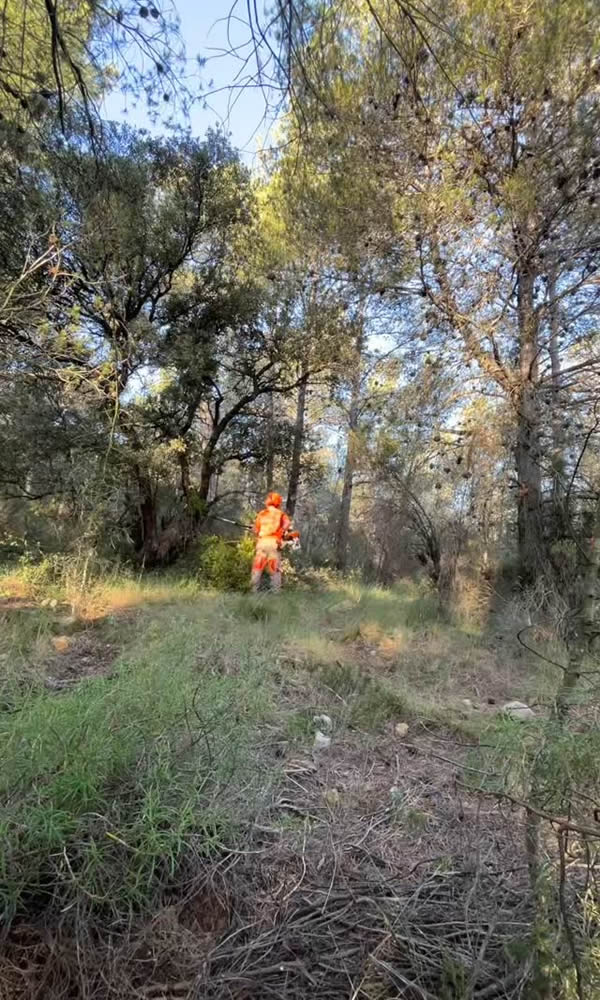 forestrack poda y prevencion forestrack poda y prevencion